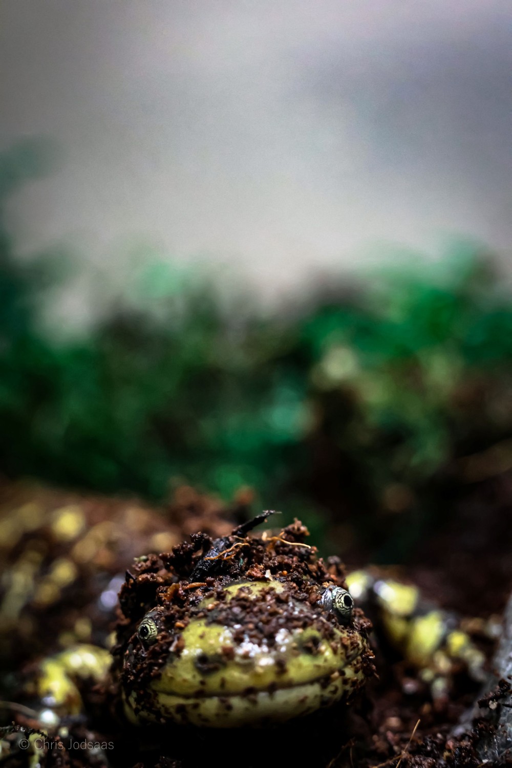 A yellow salamander with black stripes covered in brown dirt stares at the camera.
