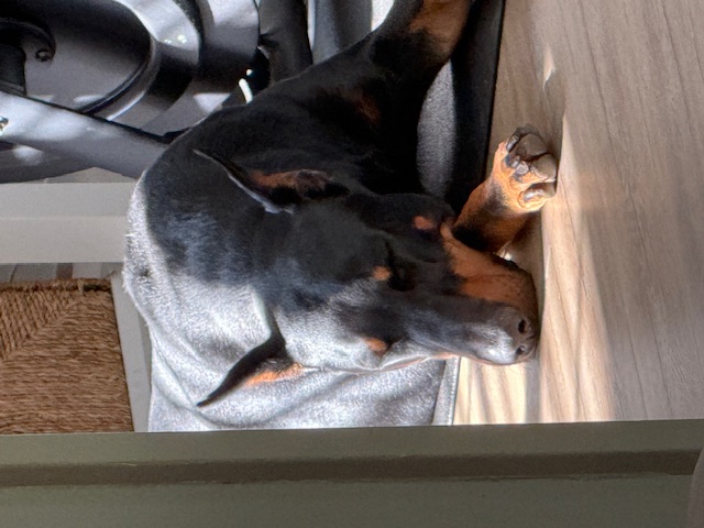 Ziggy Sleeping in room