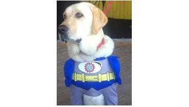 Labrador Retriever wearing superhero costume.