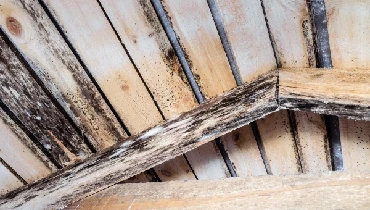 Wood in attic rotting due to moisture and development of mold