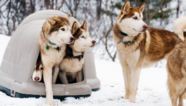 Dogs in winter with dog house