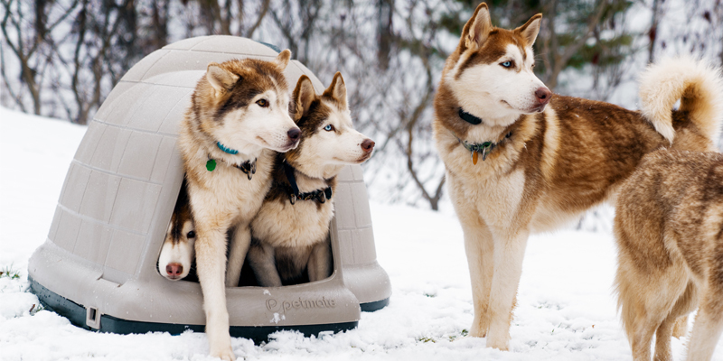 Dogs in winter with dog house