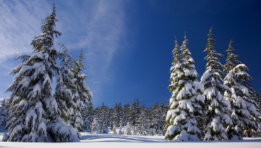 Snow-covered trees and ground with clear sky
