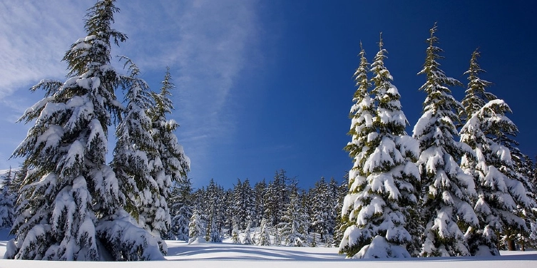 Snow-covered trees and ground with clear sky