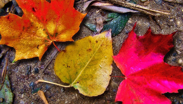 Red, orange, and yellow fallen leaves on dirty pavement