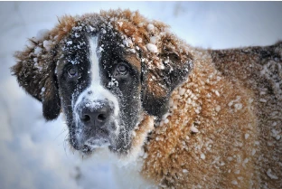 Dog getting covered in snow