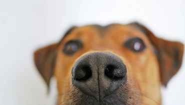 Close-up of a dog's snout, with the rest of his face and head slightly blurry.