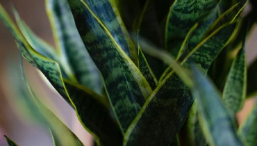 Close up of green plants