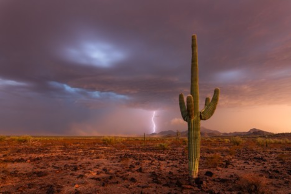 A lone Saguaro Cactus with an approaching monsoon storm at sunset in the Sonoran Desert