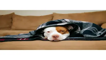 Common reasons a home furnace stops heating.