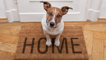 Jack Russell terrier dog staring up at camera sitting on brown 'HOME' doormat in front of white door.